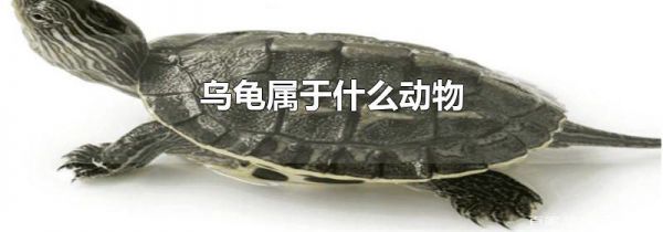乌龟属于什么动物