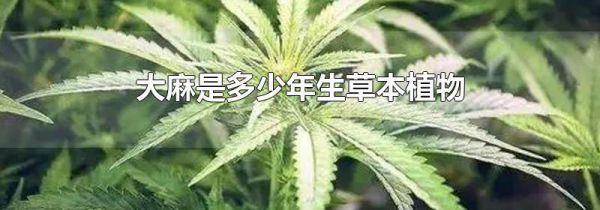 大麻是多少年生草本植物