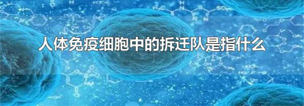 人体免疫细胞中的拆迁队是指什么
