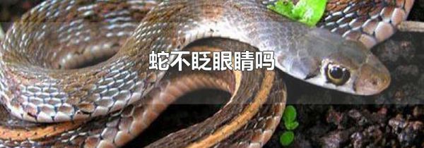 蛇不眨眼睛吗