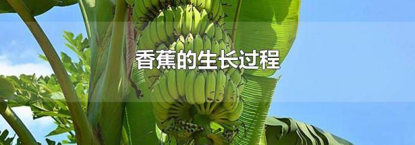 香蕉的生长过程