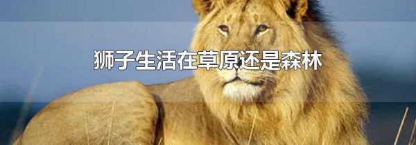 狮子生活在草原还是森林