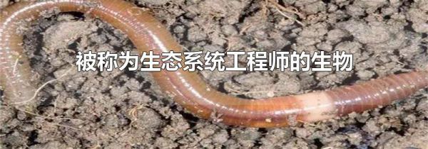 被称为生态系统工程师的生物