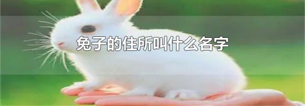 兔子的住所叫什么名字