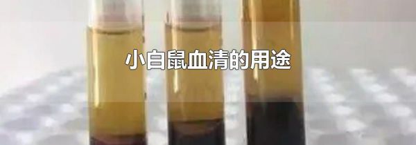 小白鼠血清的用途