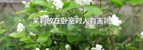 茉莉放在卧室对人有害吗