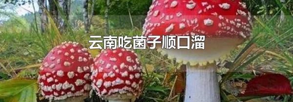 云南吃菌子顺口溜