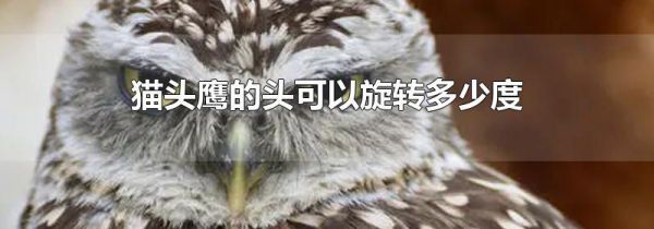 猫头鹰的头可以旋转多少度
