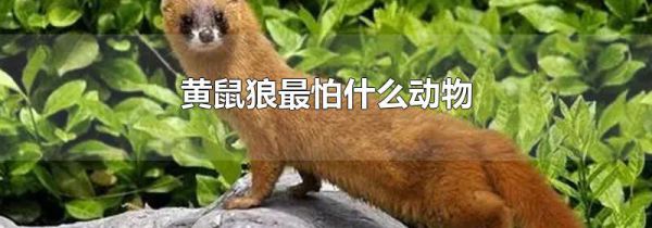 黄鼠狼最怕什么动物