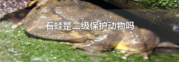 石蛙是二级保护动物吗