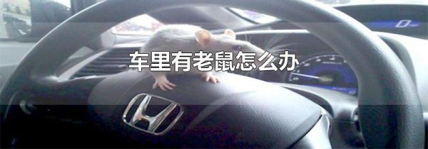 车里有老鼠怎么办