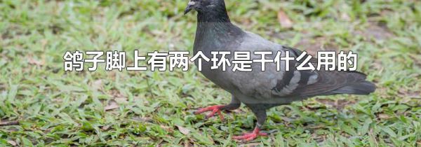 鸽子脚上有两个环是干什么用的