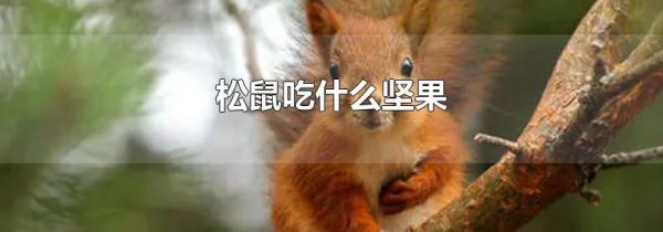 松鼠吃什么坚果