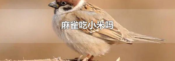 麻雀吃小米吗
