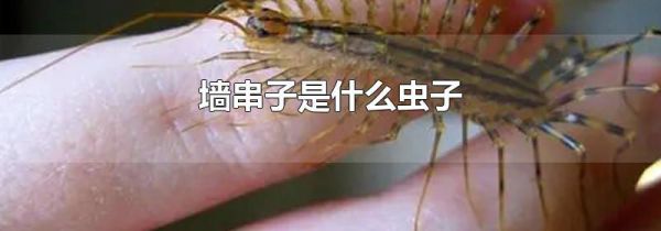 墙串子是什么虫子