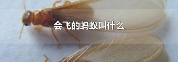 会飞的蚂蚁叫什么