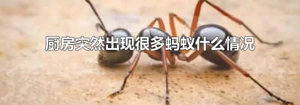 厨房突然出现很多蚂蚁什么情况
