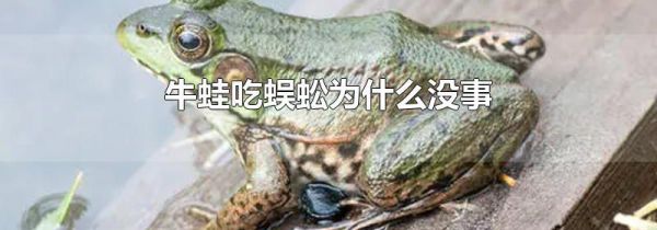 牛蛙吃蜈蚣为什么没事