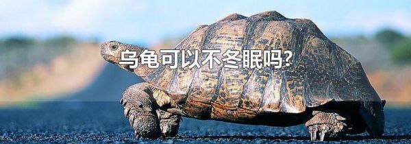 乌龟可以不冬眠吗?