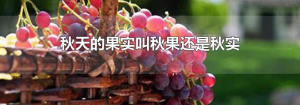 秋天的果实叫秋果还是秋实