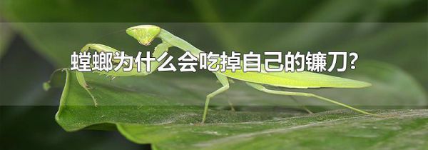 螳螂为什么会吃掉自己的镰刀?