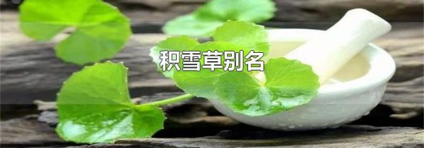 积雪草别名