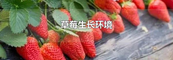 草莓生长环境
