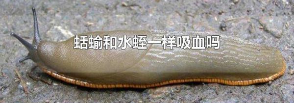 蛞蝓和水蛭一样吸血吗
