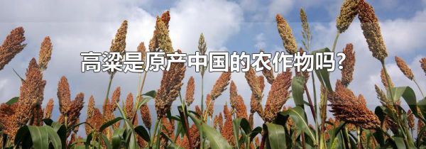 高粱是原产中国的农作物吗?