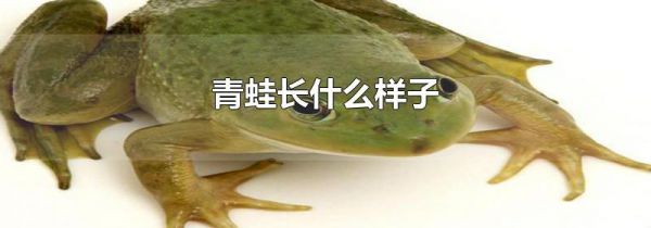 青蛙长什么样子