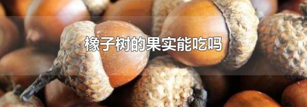 橡子树的果实能吃吗