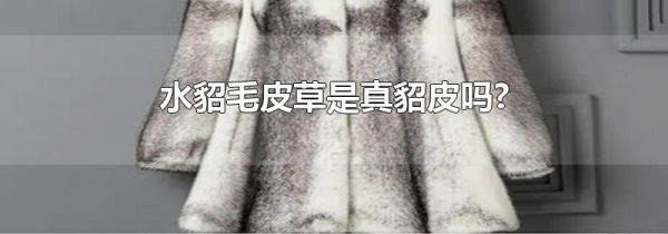 水貂毛皮草是真貂皮吗?
