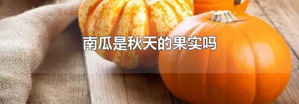 南瓜是秋天的果实吗