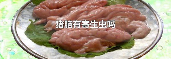 猪脑有寄生虫吗