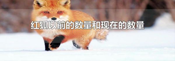 红狐以前的数量和现在的数量