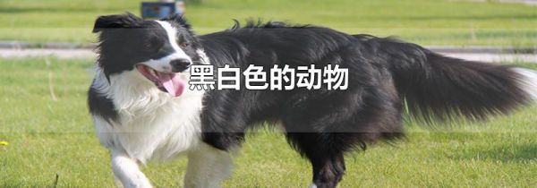 黑白色的动物
