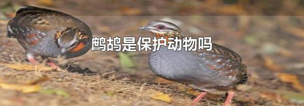 鹧鸪是保护动物吗
