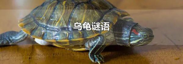 乌龟谜语