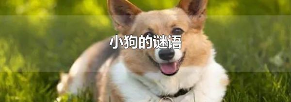 小狗的谜语