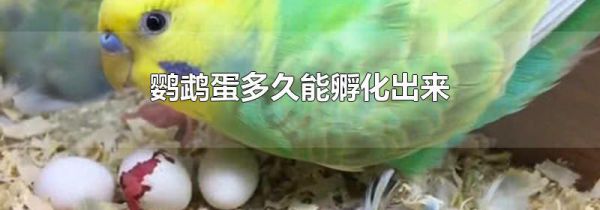 鹦鹉蛋多久能孵化出来
