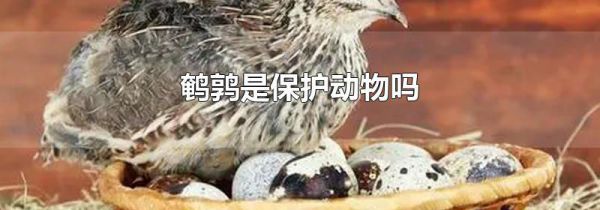 鹌鹑是保护动物吗