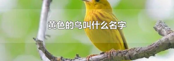 黄色的鸟叫什么名字