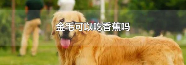 金毛可以吃香蕉吗