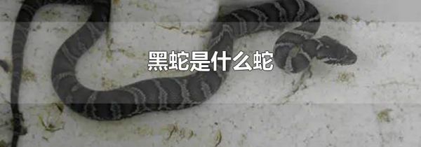 黑蛇是什么蛇