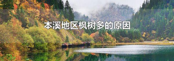 本溪地区枫树多的原因