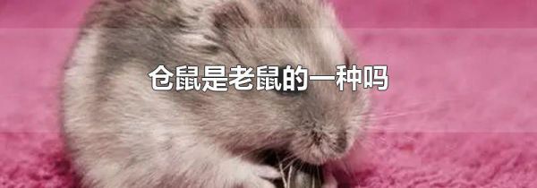 仓鼠是老鼠的一种吗