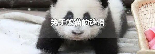 关于熊猫的谜语