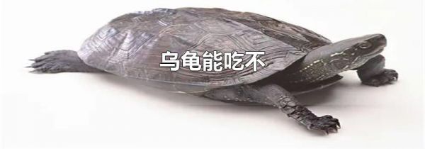 乌龟能吃不