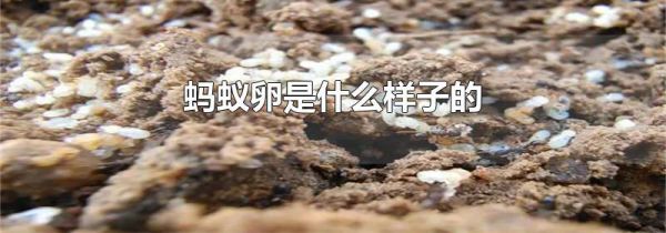 蚂蚁卵是什么样子的