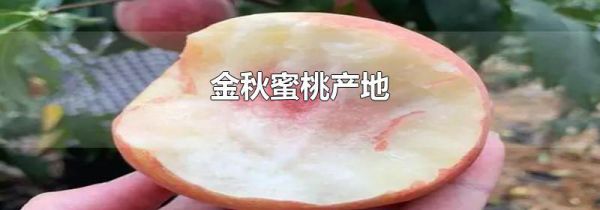 金秋蜜桃产地